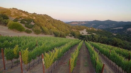 Fototapeta premium Vineyard Rows on a Hillside at Sunset