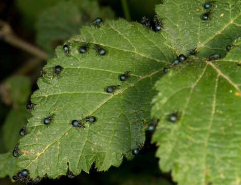 Weevil, A small snout beetle on a green leaf. Apion spp. Sardinia, Italy.