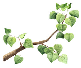 Watercolor illustration branch with green leaves. 
Isolated