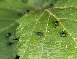 Weevil, A small snout beetle on a green leaf. Apion spp. Sardinia, Italy.