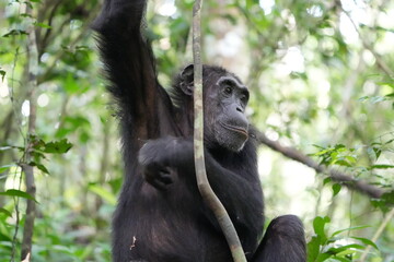 female chimpanzee hanging around a branch, kibale national forest, close up, portrait, human like,...