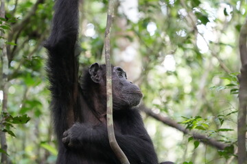 female chimpanzee hanging around a branch, kibale national forest, close up, portrait, human like, uganda