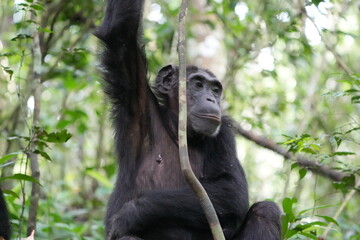 female chimpanzee hanging around a branch, kibale national forest, close up, portrait, human like,...