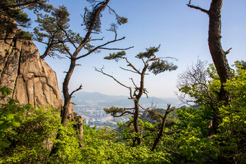 Fototapeta premium 관악산 소나무