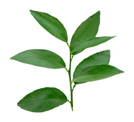 Fresh green leaves plant branch natural isolated on white background.
