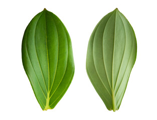 Obraz premium Green leaf plant natural front and back isolated on white background.