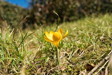 Flower, crocus, first sign of spring, yellow in full bloom under the sun in a close-up shot. Latin name: CROCUS