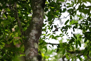 green leaves in the forest, kibale national forest uganda