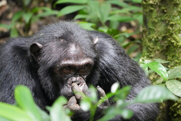 Obraz premium Close-up portrait of a wild chimpanzee in Kibale National Park, Uganda, surrounded by lush tropical forest vegetation in its natural rainforest habitat.
