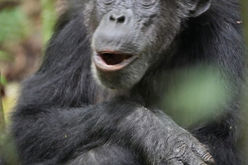 portrait of the mouth of an older chimp