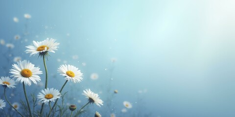 White Daisies with Water Droplets and Light Rays, Blue Background