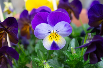 Flor azul de pensamiento en primavera en dos tonos. Flores y plantas decorativas de jard&iacute;n hermosas.