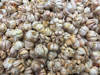 Fresh Garlic Bulbs Harvested in a Rural Farm Setting During Summer Season