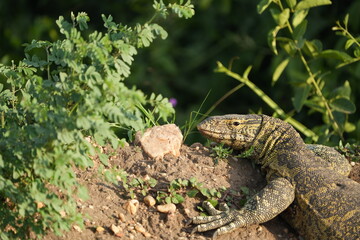 Nile Monitor Lizard Portrait – Sunbathing Giant in Queen Elizabeth National Park, Uganda