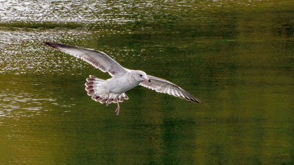 A solo seagull spreading its wings and flying up from the calm lake.