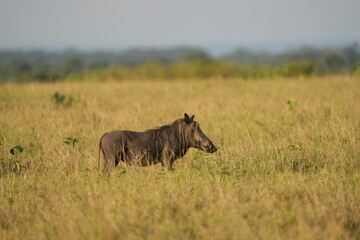 portrait of a warthog in Queen Elizabeth National Park (Kasenyi)
