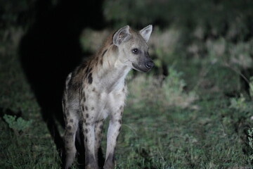 Hyena Caught in Spotlight During Night Safari – Queen Elizabeth National Park, Uganda