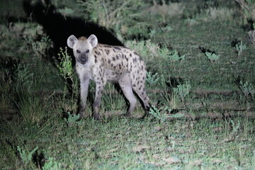 Obraz premium Hyena Caught in Spotlight During Night Safari – Queen Elizabeth National Park, Uganda
