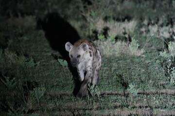 Hyena Caught in Spotlight During Night Safari – Queen Elizabeth National Park, Uganda