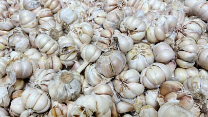 Fresh Garlic Bulbs Harvested From the Field Displayed in a Market Setting