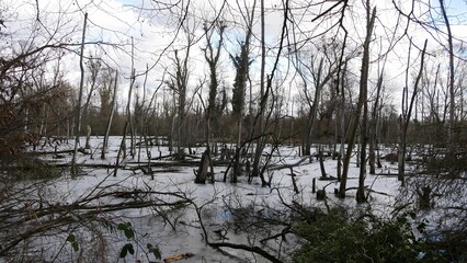 Serene Frozen Swamp Landscape Surrounded by Trees and Natural Serenity