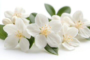 a cluster of elegant white flowers, perfectly capturing the freshness of spring, with their delicate petals and green leaves. The composition is simple yet captivating