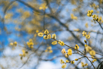 Blossoming willow branches on a background of blue sky in the early spring