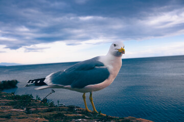 Photo of a Seagull against the sea. Close-up portrait of a seabird