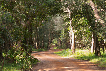 View of dirt road in the forest in the Wilapattu National Park in Sri Lanka.