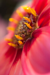 close up of a flower