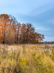 Field of tall grass with trees in the background