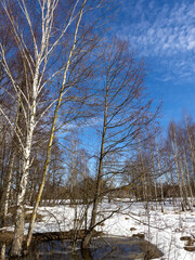 Snowy forest with a blue sky and a few trees