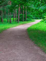 Naklejka premium Path through a forest with trees on either side