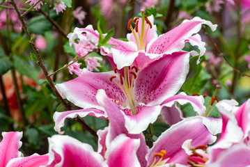 Beautiful Lilium flowers in the tropical garden -  a genus of herbaceous flowering plants growing...