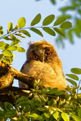 Ein Küken einer Waldohreule schaut von einem Ast herab