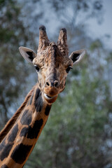 Portrait of a giraffe