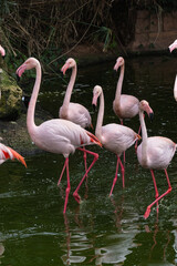 Pink flamingos in the water