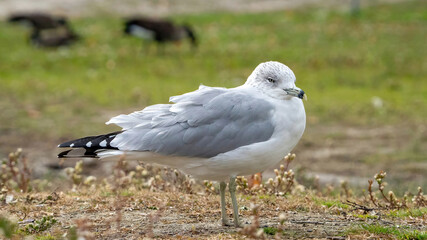 The seagull stays away from the flock to rest at the waterside.