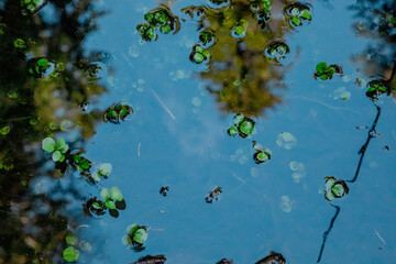 A pond with green plants and trees reflected in the water