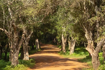Peel and stick wall murals View of dirt road in the forest in the Wilapattu National Park in Sri Lanka.