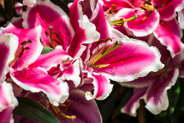 Beautiful Lilium flowers in the tropical garden -  a genus of herbaceous flowering plants growing from bulbs, all with large and often prominent flowers.