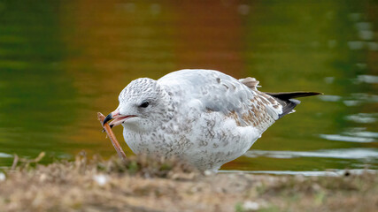 The seagull stays away from the flock to rest at the waterside.