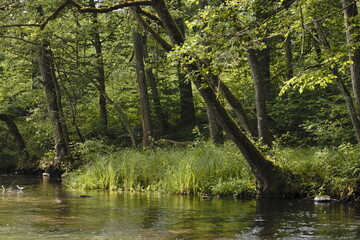 Fototapeta premium stream in the forest