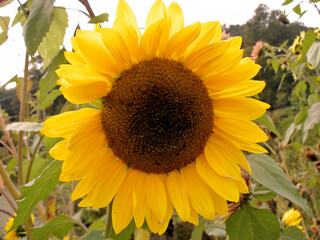 Sun Flower in Spring
