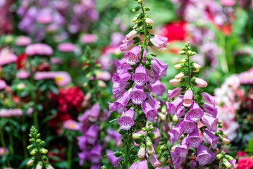Beautiful flowers of digitalis purpurea, the foxglove or common foxglove, a toxic species of flowering plant in the plantain family.