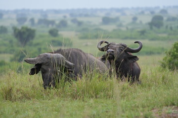 Obraz premium portrait of a buffalo (big five) in queen elizabeth park Uganda