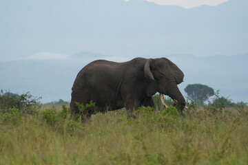 Fototapeta premium portrait of a huga african elephant crossing the ishasha sector in the queen elizabeht national park uganda, wallpaper background idyllic african tourism