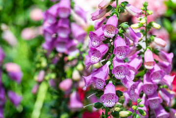 Beautiful flowers of digitalis purpurea, the foxglove or common foxglove, a toxic species of flowering plant in the plantain family. © Mariusz