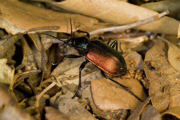 Greater caterpillar hunter, Forest caterpillar hunter, European calosoma beetle (Calosoma sycophanta, Calosoma sycophantha), with caught caterpillar