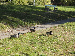 Mallard Ducks in Park, Sunny Day